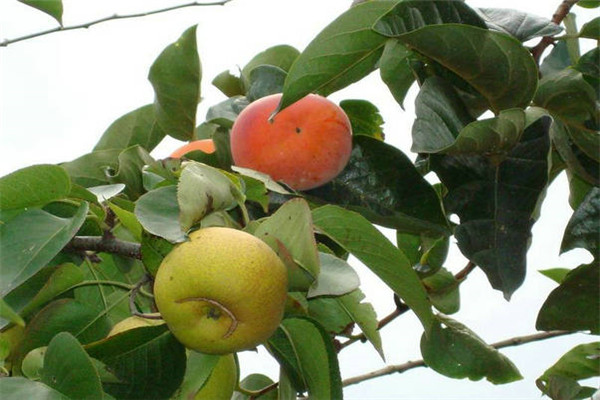 野梨王梨树苗.梨苗种植年限挂果