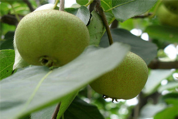 野梨王梨树苗.梨苗种植年限挂果