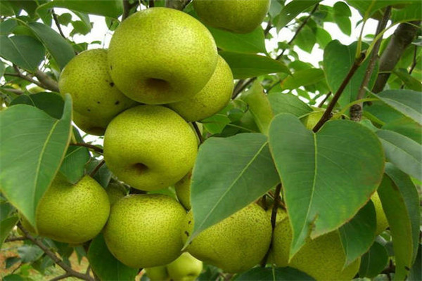 野梨王梨树苗.梨苗种植年限挂果