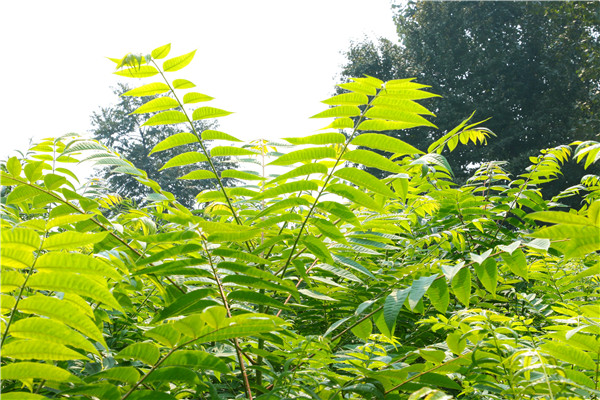 红油香椿苗基地.福建香椿树红油香椿苗