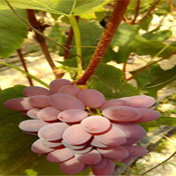 黑提葡萄苗.原生葡萄苗價(jià)格