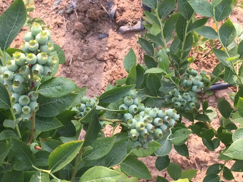 组培蓝莓苗.朱比利蓝莓树苗种植季节