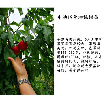 蜜桃4號樹苗.上海蜜桃4號樹苗管理