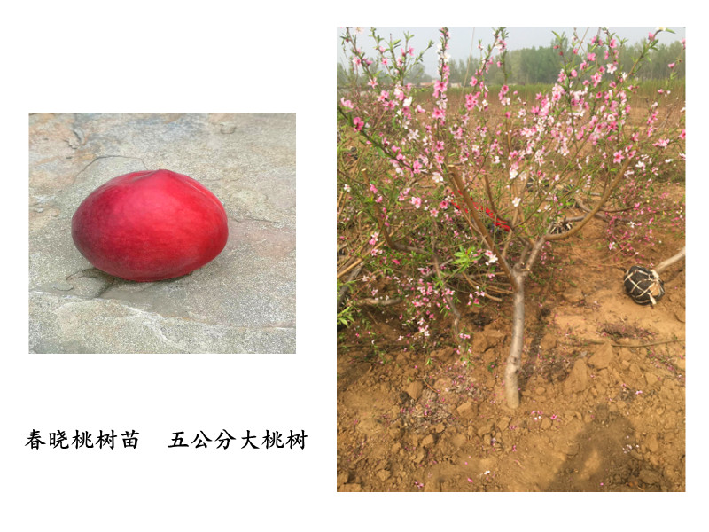 黃桃樹.江西黃桃樹圖片