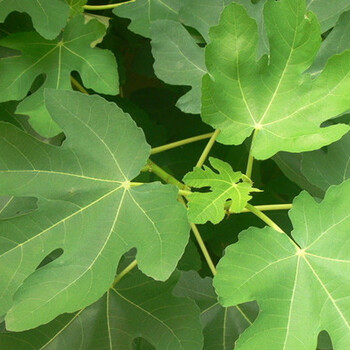 紫果无花果苗一亩地种植量