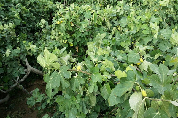 加州黑无花果树基地