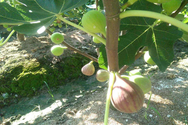 一年芭老内无花果树咨询