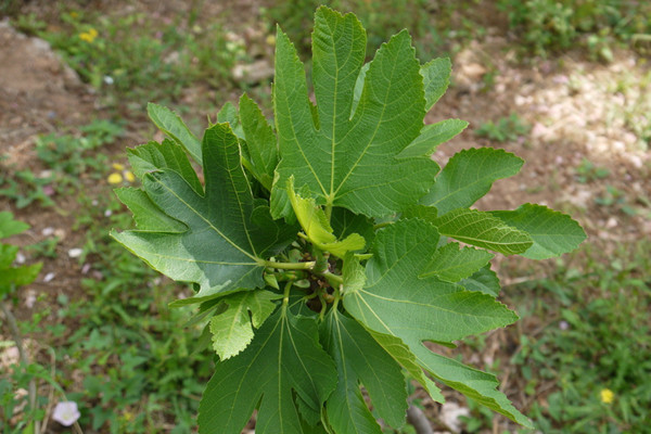 一年芭老内无花果树苗管理