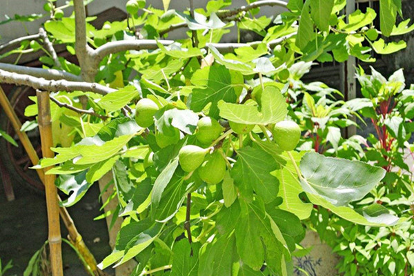 紫果无花果苗一亩地种植量