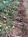 四年夏黑葡萄苗,六公分夏黑葡萄苗种植环境
