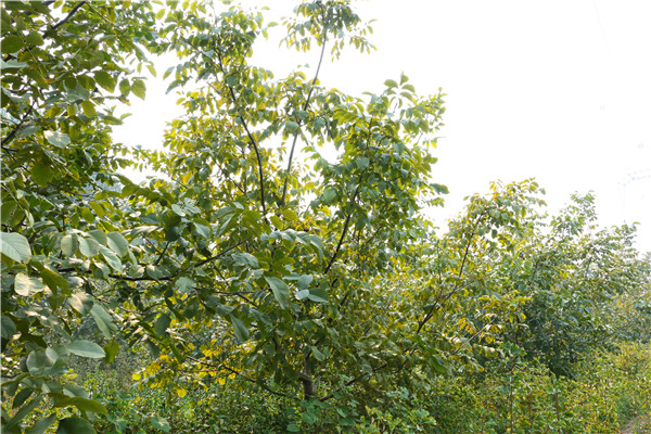 核桃樹(shù)果樹(shù)苗