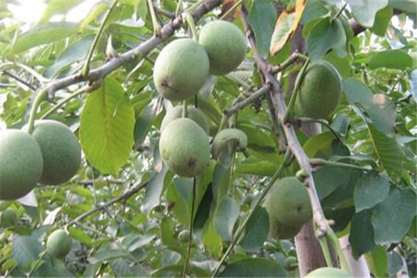 核桃樹種類