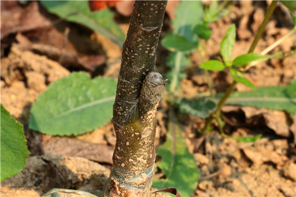 特大新苹果梨树苗_特大新苹果梨树苗修剪_平谷特大新苹果梨树苗