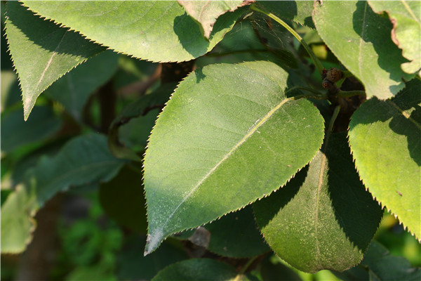 特大新苹果梨树苗_特大新苹果梨树苗修剪_平谷特大新苹果梨树苗