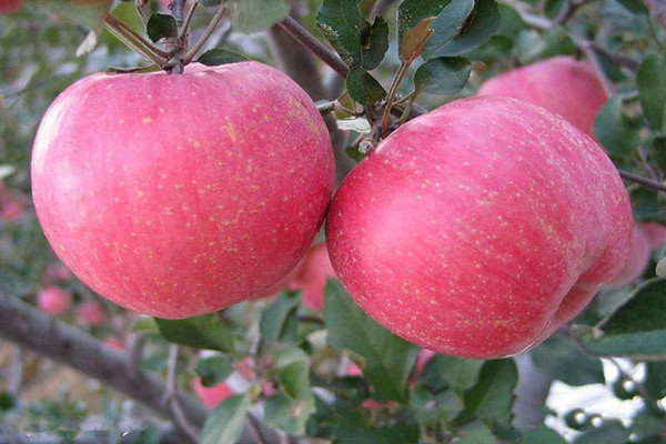 短枝苹果树苗丨苹果树丨烟富苹果苗