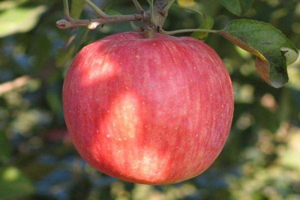 富士苹果树苗丨金冠苹果树丨短枝苹果苗