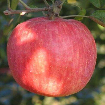 國光蘋果樹苗丨富士蘋果樹丨紅色之愛蘋果苗