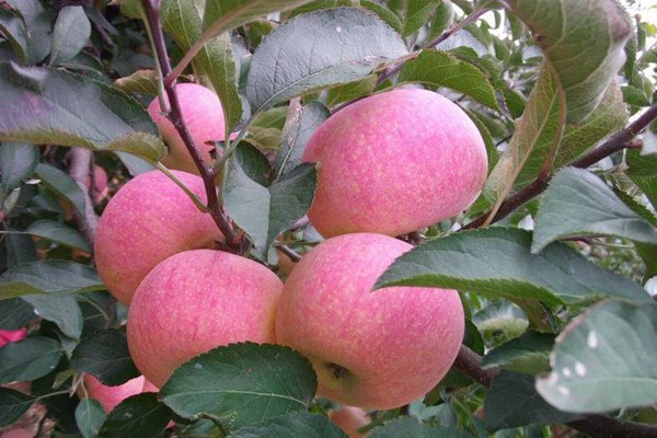 国光苹果树苗丨金冠苹果树丨短枝苹果苗