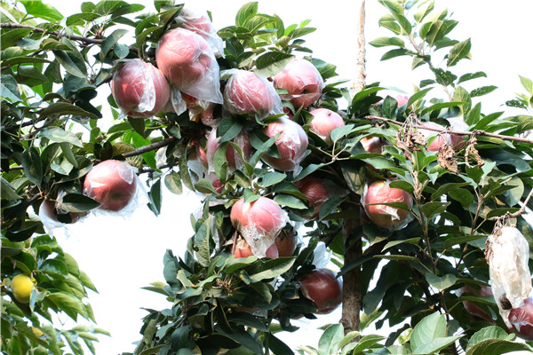 国光苹果树苗丨金冠苹果树丨短枝苹果苗