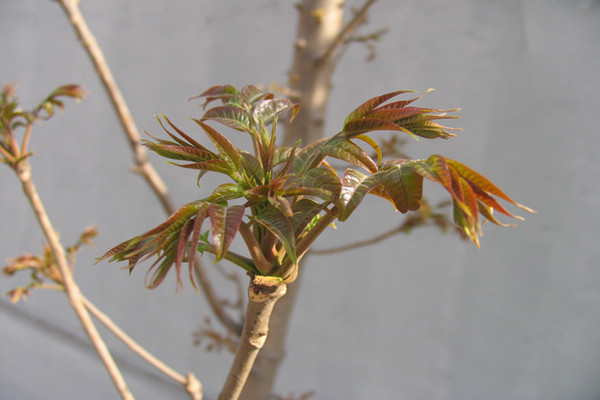 九年香椿苗种植时间