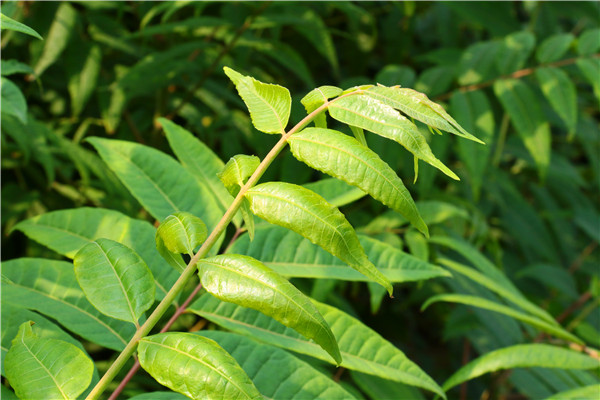 九年香椿苗种植时间