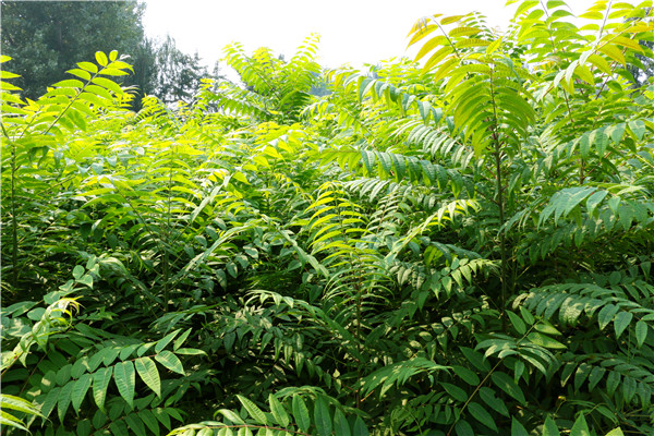 九年香椿苗种植时间