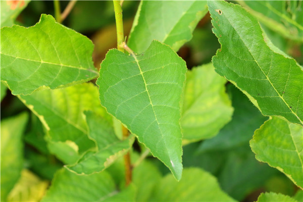 广东濠江区樱桃树预售苗木数量