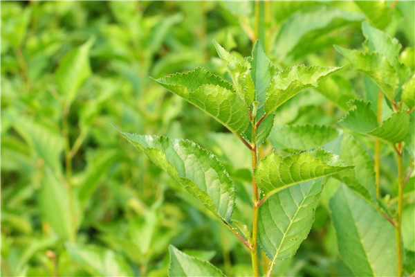 广东濠江区樱桃树预售苗木数量