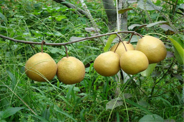 翠冠梨树多年种植技术
