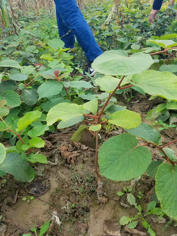 北京花椒苗