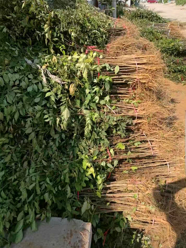 建采摘園果樹：當(dāng)年九葉青花椒苗