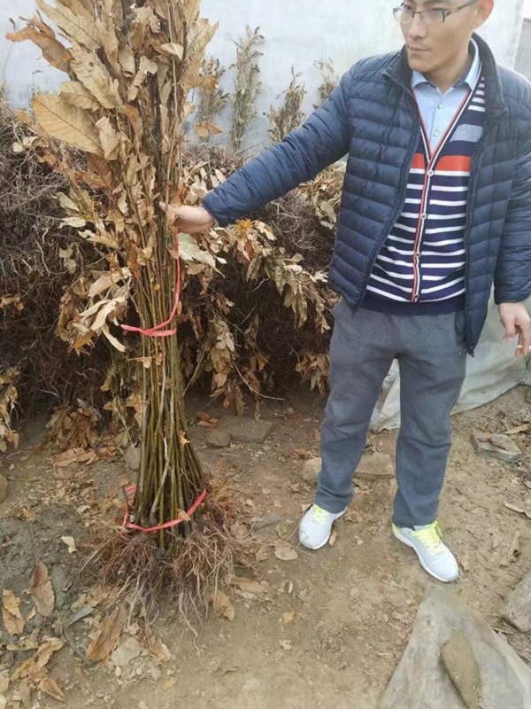 铁粒头板栗苗（大棚种植果树）基地