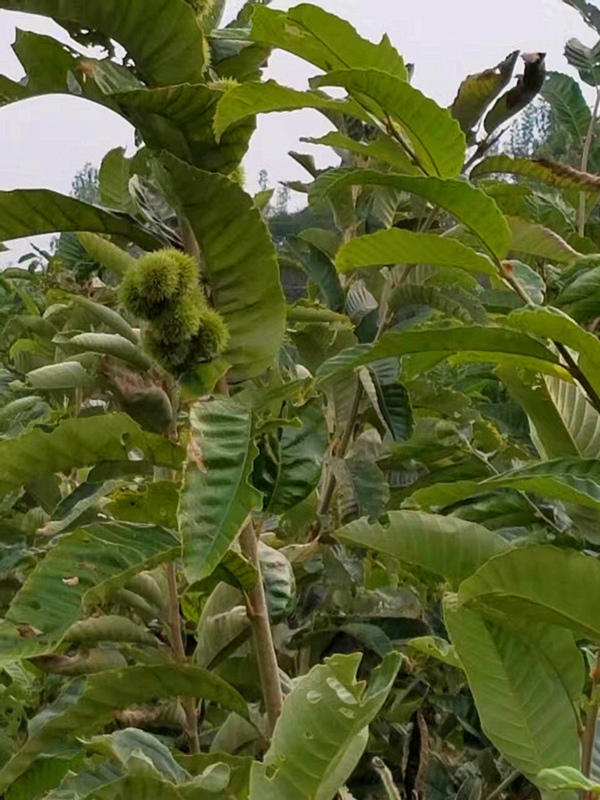 铁粒头板栗苗（大棚种植果树）基地