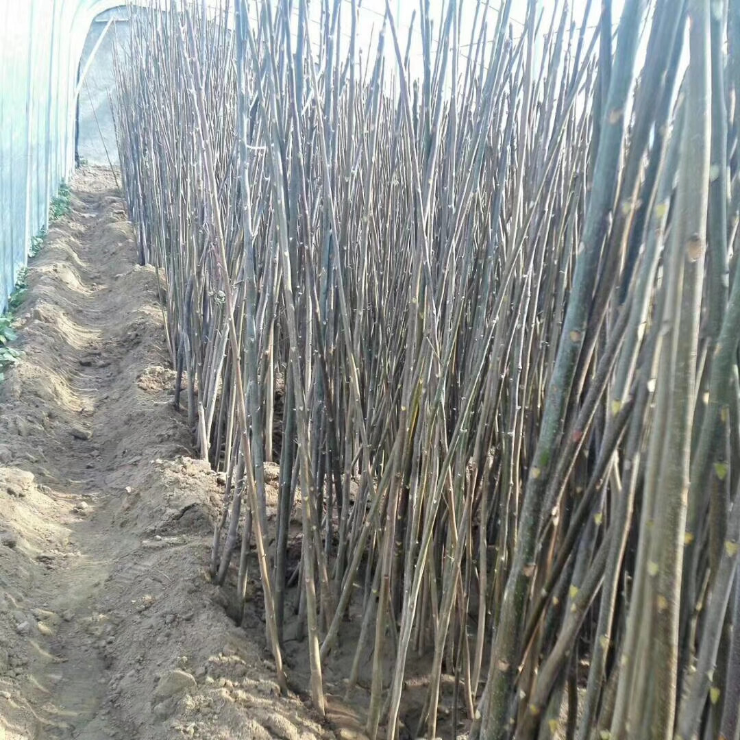 大棚黑油香椿苗种苗供应鸿瑞苗木