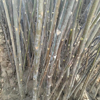 紅油香椿苗無(wú)土栽培鴻瑞苗木