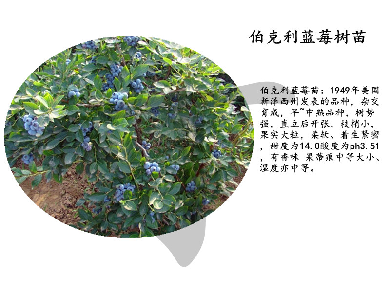 藍(lán)莓苗幾年結(jié)果I杰兔藍(lán)莓苗種植方法