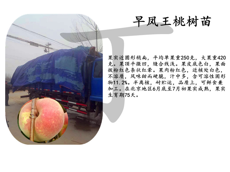 黃桃樹相關(guān)信息