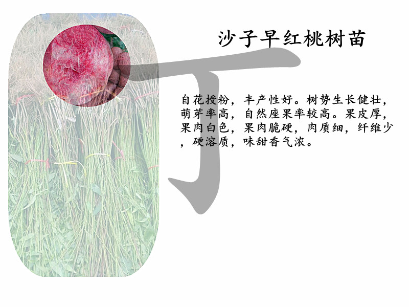黃桃樹相關(guān)信息
