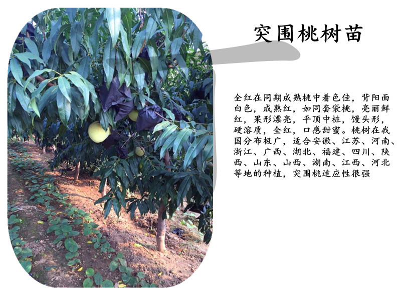 黃桃樹相關(guān)信息