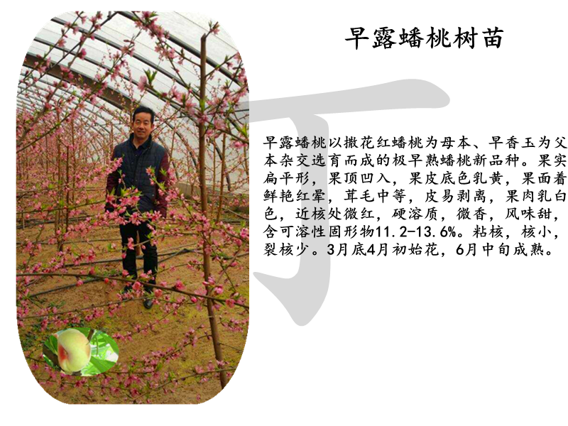 黃桃樹相關(guān)信息