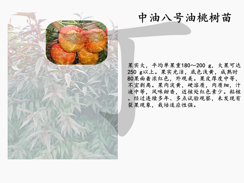 黃桃樹相關(guān)信息