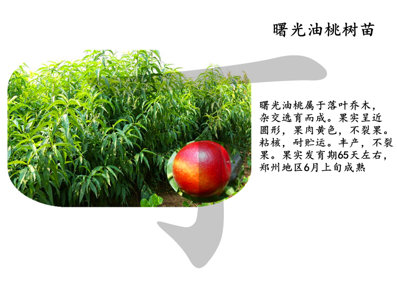 黃桃樹相關(guān)信息
