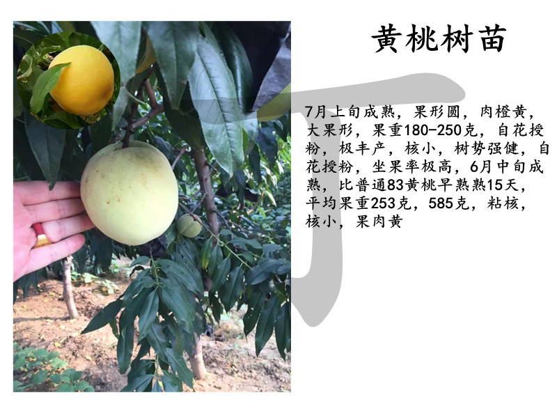 黃桃樹相關(guān)信息