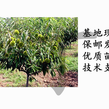 嫁接板栗苗價格丶燕紅板栗小苗