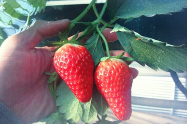 市南区新品种  章姬草莓苗