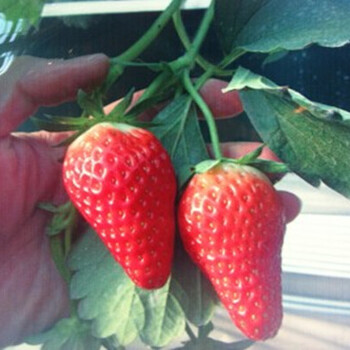 五大连池市新品种奶油草莓苗