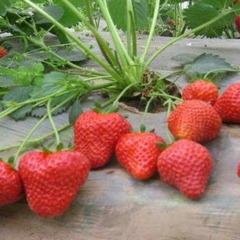 市南区新品种章姬草莓苗