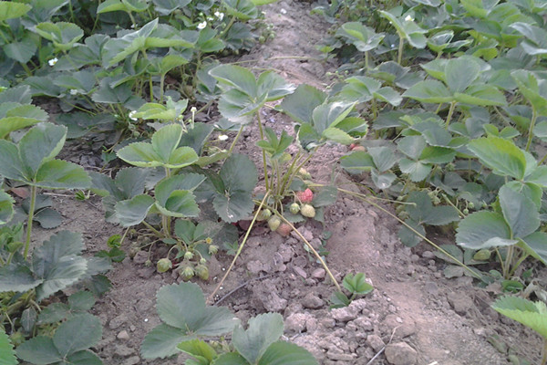 五大连池市新品种  奶油草莓苗
