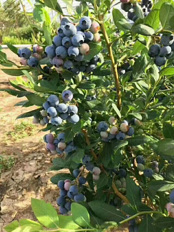 种植小知识，康维尔蓝莓苗，七年树