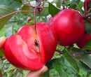 安徽粉红佳人苹果小苗-一级苹果苗亩产效益高图片